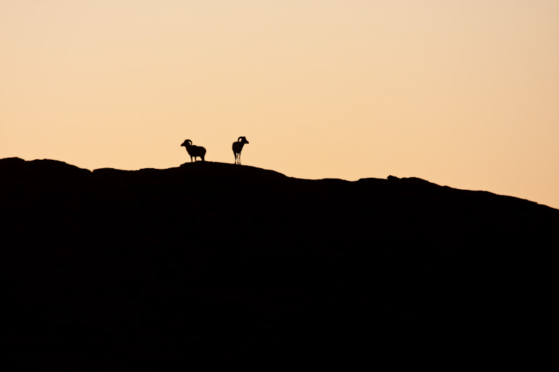 Argali Silhouettes At Sunset